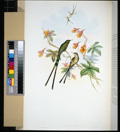 Vlakonosič (lesbia eucharis) (ručně barvené lito) od John (after) Gould