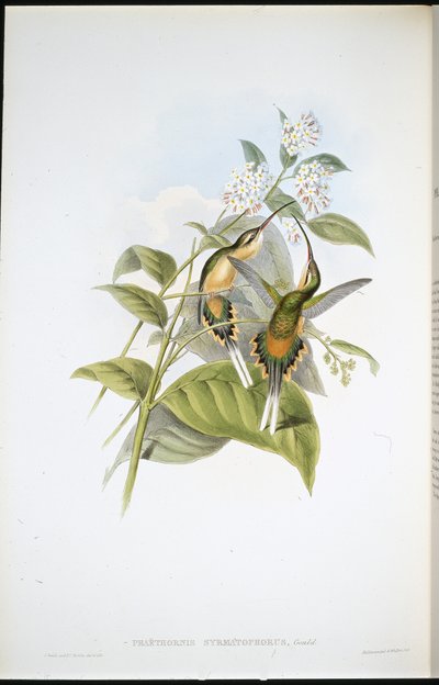 Vlkonosý poustevník (Phaethornis Syrmatophorus) (ručně barvený litho) od John (after) Gould