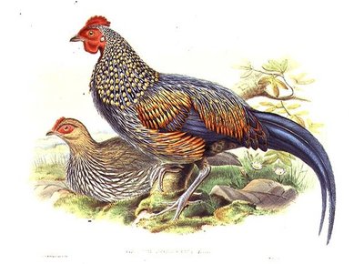 Dva asijští bažanti (Gallus Sonneratii) vyrytí umělcem a Williamem Hartem (1823-1894) (litho) od John (after) Gould