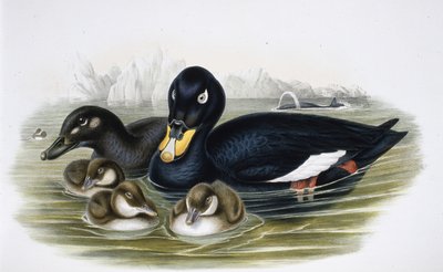 Velvet Scoter (oidemla fusca) (ručně barvené litho) od John (after) Gould