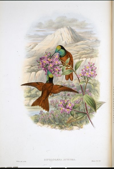 Warszewiczův duhový kolibřík (Diphlogaena Aurora) (ručně kolorovaný litho) od John (after) Gould