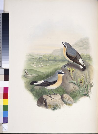 Wheatear (Oenanthe oenanthe) (ručně barvené lito) od John (after) Gould