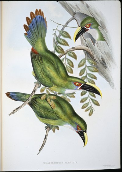 Tukan bělopásý (Aulacoramphus Albivitta) (ručně barvené lito) od John (after) Gould