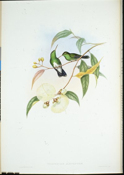 Smaragd bělobřichý (Thaumatias Albiventris) (ručně barvené lito) od John (after) Gould