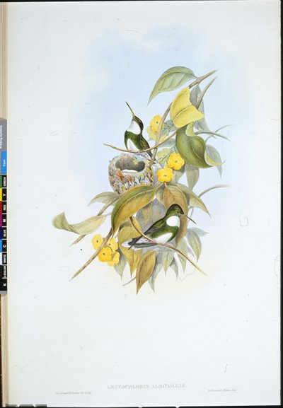 Bělohlavec (Leucochloris Albicollis) (ručně barvený litho) od John (after) Gould