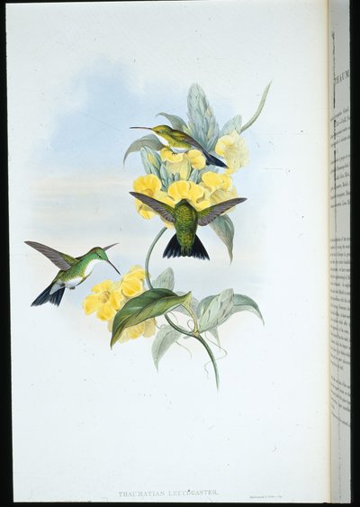 Smaragd bělohrdlý (Thaumatias Leucogaster) (ručně barvené lito) od John (after) Gould