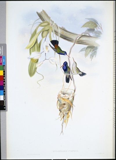 Safír bělohrdlý (Hylocharis Cyaneus) (ručně barvené lito) od John (after) Gould