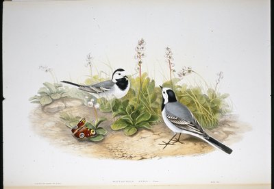 Konipas bílý (Motacilla Alba) (ručně barvené lito) od John (after) Gould