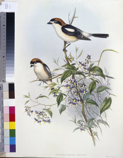 Ťuhýk lesní (Enneoctonus Rufus) (ručně barvené lito) od John (after) Gould