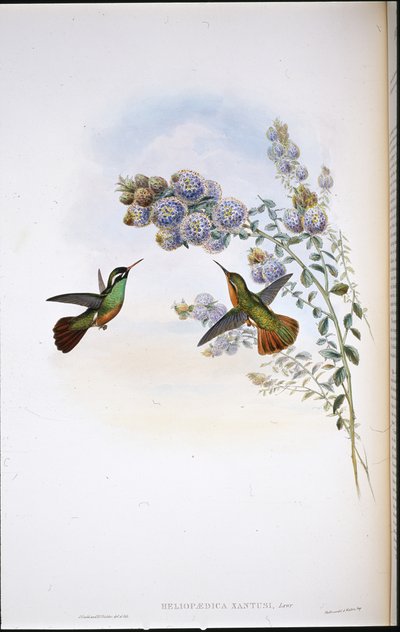 Xantův kolibřík (Heliopaedica Xantusia) (ručně barvený litho) od John (after) Gould