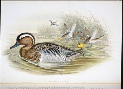 Querquedula Circia (ručně barvené lito) od John (after) Gould