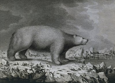 Polar Bear, rytina Petera Mazela po kresbě Johna Webbera (1750-1793) vytvořená během třetí cesty Jamese Cooka od John (after) Webber