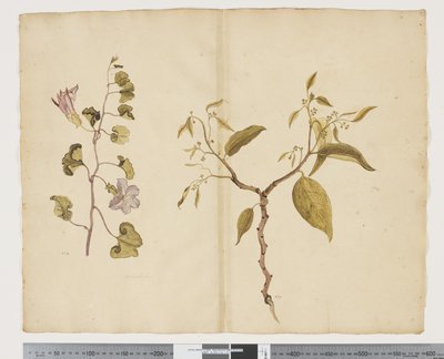 F.13 Ipomea Pes, koza; Celtis paniculata, cca 1790-95 (akvarel a tuš na papíře) od John (attr. to) Doody