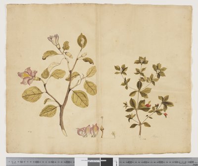 F.15 Lagunaria Patersonia; Alyxia gynopogon, cca 1790-95 (akvarel a inkoust na papíře) od John (attr. to) Doody