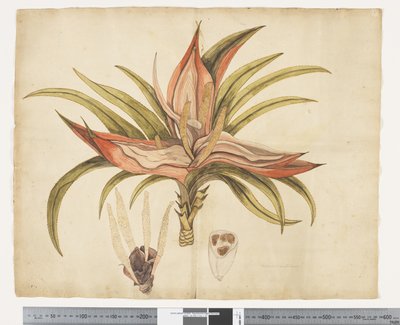 F.1 Freycinetia baueriana, kolem 1790-95 (akvarel a inkoust na papíře) od John (attr. to) Doody
