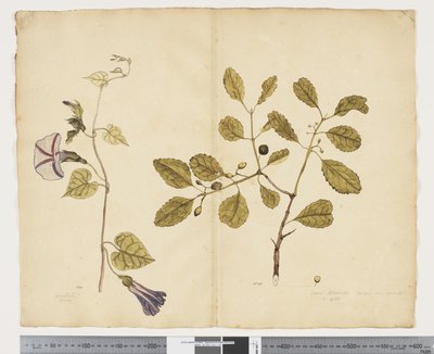 F.24 Ipomoea congesta; Elaeodendron curtipendulum, cca 1790-95 (akvarel a inkoust na papíře) od John (attr. to) Doody