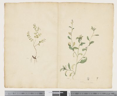 F.25 Euphorbia sparrmannii; Lobelia alata, cca 1790-95 (akvarel a inkoust na papíře) od John (attr. to) Doody