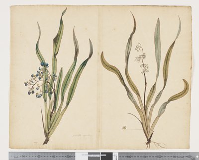 F.29 Dianella intermedia, cca 1790-95 (akvarel a inkoust na papíře) od John (attr. to) Doody