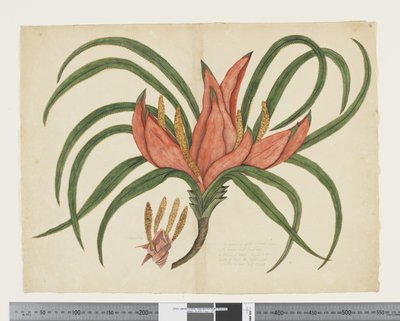 F.36 Freycinetia baueriana, kolem 1790-95 (akvarel a inkoust na papíře) od John (attr. to) Doody