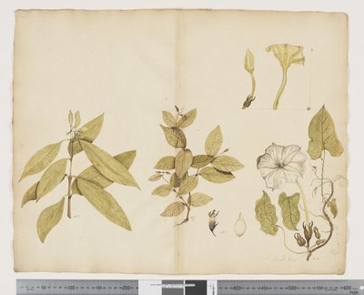 F.6 Wikstroemia Australis; Ipomea, cca 1790-95 (akvarel a inkoust na papíře) od John (attr. to) Doody