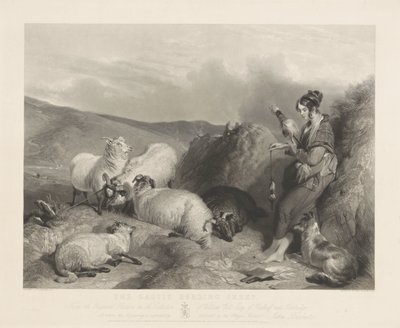 Lassie pasoucí ovce. od John Burnet