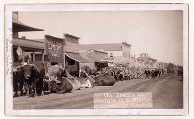 Ox teams at Sturgis, D.T., pub. 1887 - 1892 (foto) od John C. H. Grabill