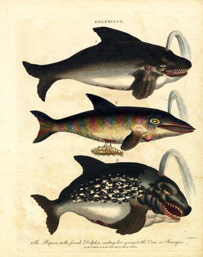 Druhy delfínů - sviňuchy a kosatky od John Chapman