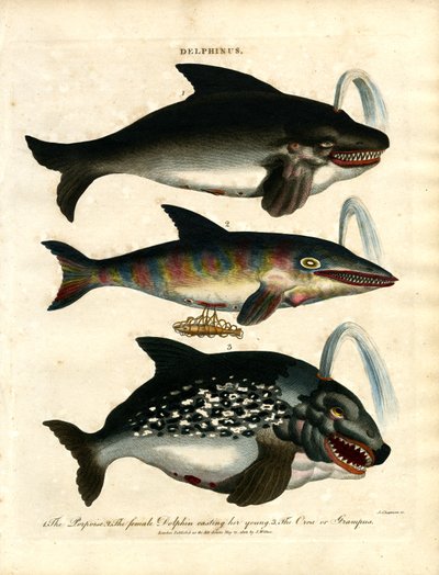 Delfíni (Delphinus) od John Chapman