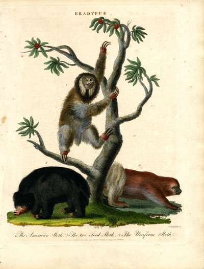 Lenochodi - Bradypus od John Chapman