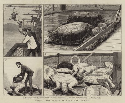 Přivedení domácích želv na palubu HMS Jumna od John Charles Dollman
