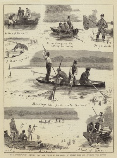 Zachování ryb, síťování kaprů a línů v Ponds of Bushey Park pro vysazení Temže od John Charles Dollman