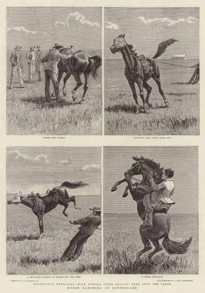 Chov koní v Queenslandu od John Charles Dollman