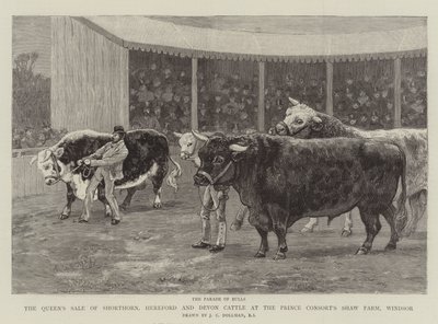 Královnin prodej skotu Shorthorn, Hereford a Devon Cattle na farmě Prince Consort