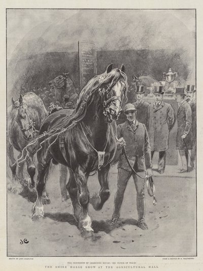 Shire Horse Show v zemědělské hale od John Charlton