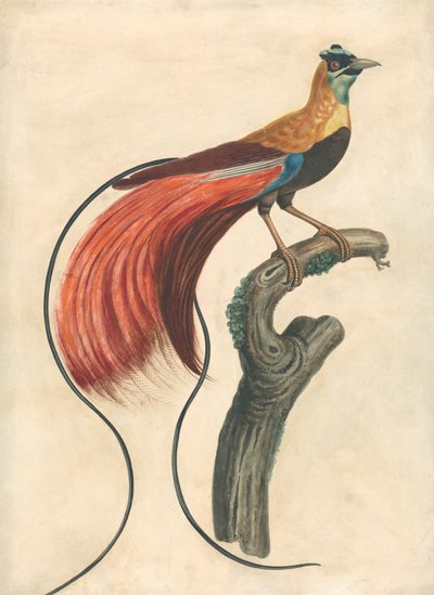Ráj opeřený (Paradise Apoda Raggiana), jihovýchodní Nová Guinea od John Collet