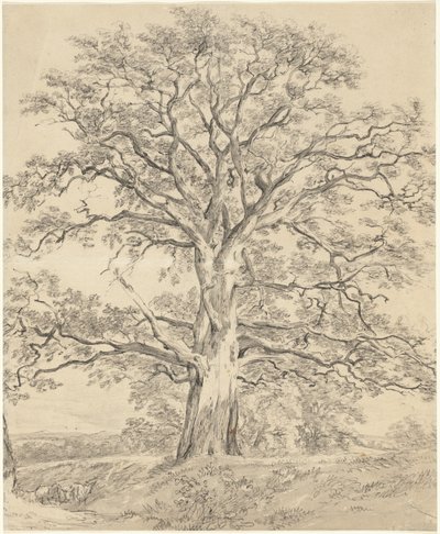 Velký dub od John Constable