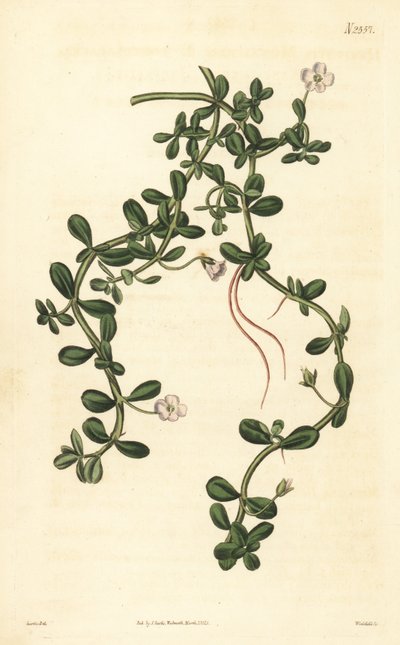 Brahmi neboli vodní yzop, Bacopa monnieri od John Curtis