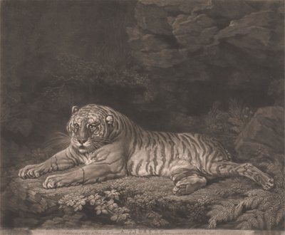 Tigress od John Dixon