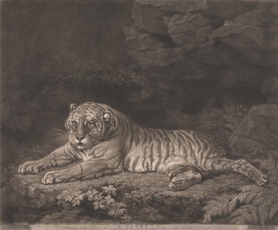 Tygřice od John Dixon