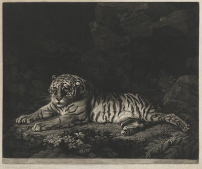 Tygřice od John Dixon after George Stubbs