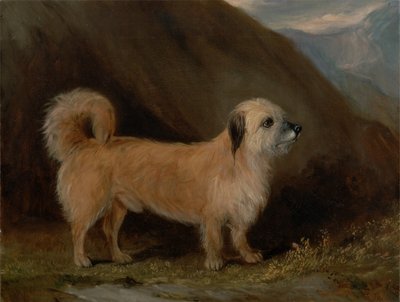 Dandie Dinmont teriér od John E. Ferneley