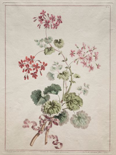 Sbírka květin čerpaných z přírody: č. 6 - Geranium šarlatová a pestrá od John Edwards
