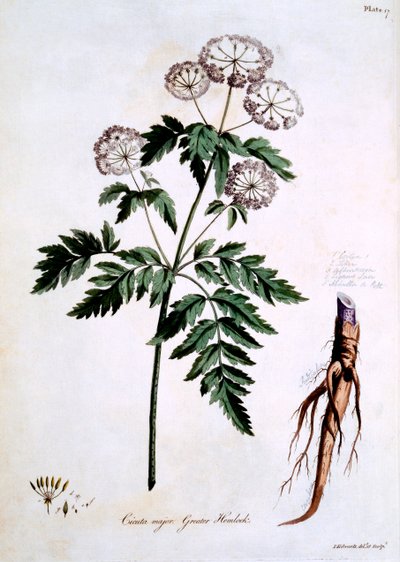 Greater Hemlock [Cicuta major], ilustrace z „The British Herbal“ od Johna Edwardse, vydáno v březnu 1770 od John Edwards