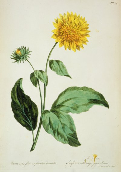 Slunečnice: s velkými zubatými listy (Corona) z „The British Herbal...“ od John Edwards