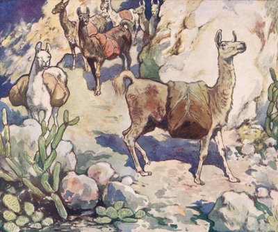 Alpaky na horské stezce, ilustrace z 