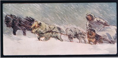Huskies táhnoucí sáně, ilustrace z 