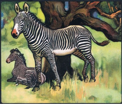 Zebry, ilustrace z 