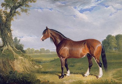 Hřebec Clydesdale, 1820 od John Frederick Herring Senior