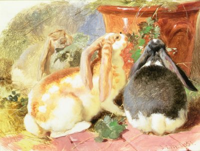Studie tří králíků ušatých od John Frederick Herring Senior