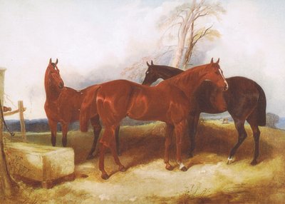 Skupina koní, z neznámého zdroje z časopisu nebo knihy od John Frederick Herring Senior